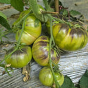 Seaside Green Tomato, 5 Seeds