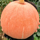 Extra Large Giant Pumpkin, 10 Seeds