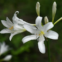 Long-Tube Lycoris, 1 Bulb