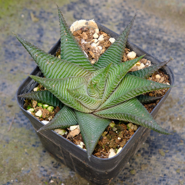 Haworthiopsis limifolia, 4-5cm