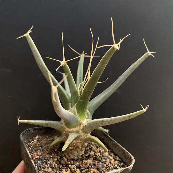 Leuchtenbergia principis, 4-5cm