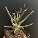 Leuchtenbergia principis, 4-5cm