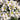 Oxalis massonorum 'Fragrant White Masson', 6 Bulbs