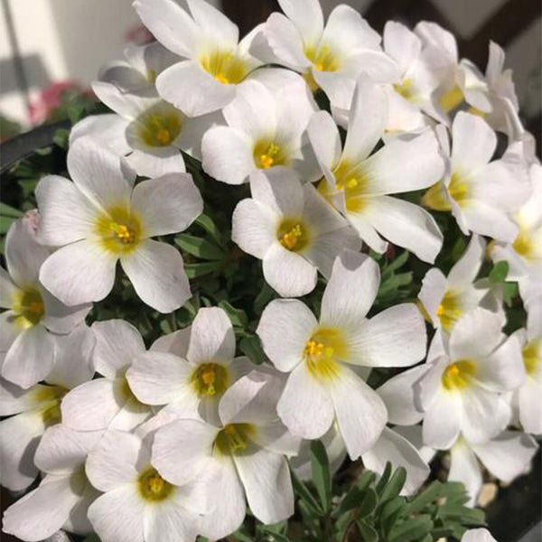 Oxalis massonorum 'Fragrant White Masson', 6 Bulbs