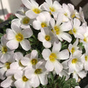 Oxalis massonorum 'Fragrant White Masson', 6 Bulbs