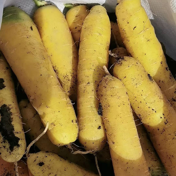 Qitou Yellow Carrot Seeds, 5g