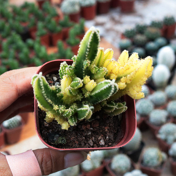 Variegated 'Fairy Castle' Live Cactus, 5-6cm