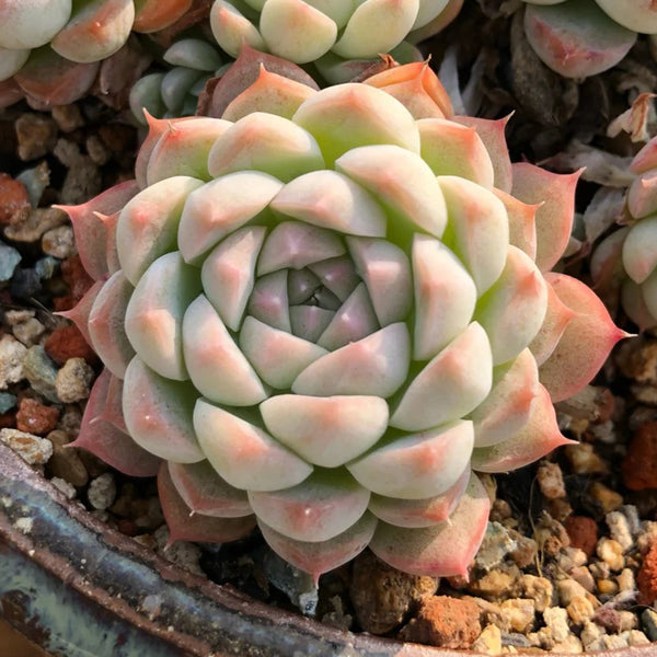 Echeveria 'Monroe', 3pcs x 1-head
