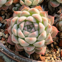 Echeveria 'Monroe', 3pcs x 1-head