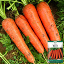 'Huangjian No.1' Carrot Seeds, 10g