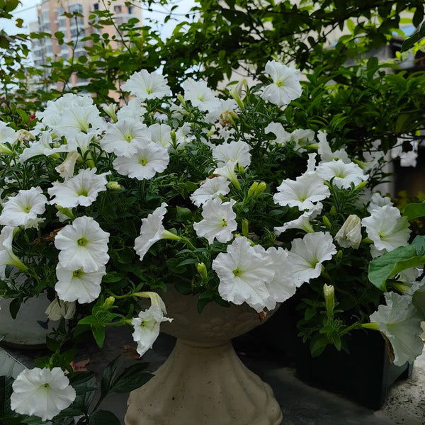 White Hybrid Petunia, 100 Seeds