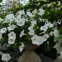 White Hybrid Petunia, 100 Seeds