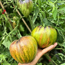 804 Emerald Caramel F6 Tomato, 5 Seeds