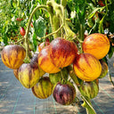 "Rebel Starfighter Kayleigh Anne" Tomato Seeds, 5 Seeds