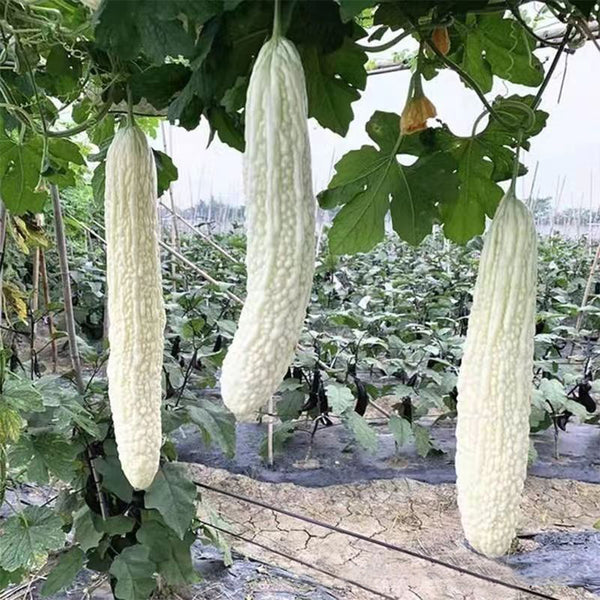 White Jade Bitter Gourd Seeds, 10g