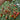 706 Fairy Garnet Tomato, 3 Seeds