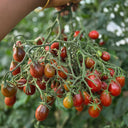 706 Fairy Garnet Tomato, 3 Seeds