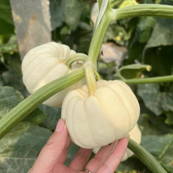 Tianzi Yubei White Baby Pumpkin, 5 Seeds
