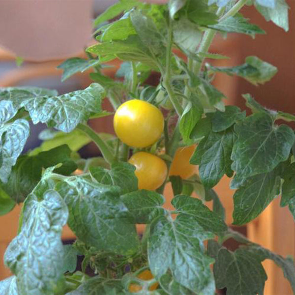 'Jinmeixiuzhu' Cherry Tomatoes, 200 Seeds
