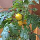 'Jinmeixiuzhu' Cherry Tomatoes, 200 Seeds