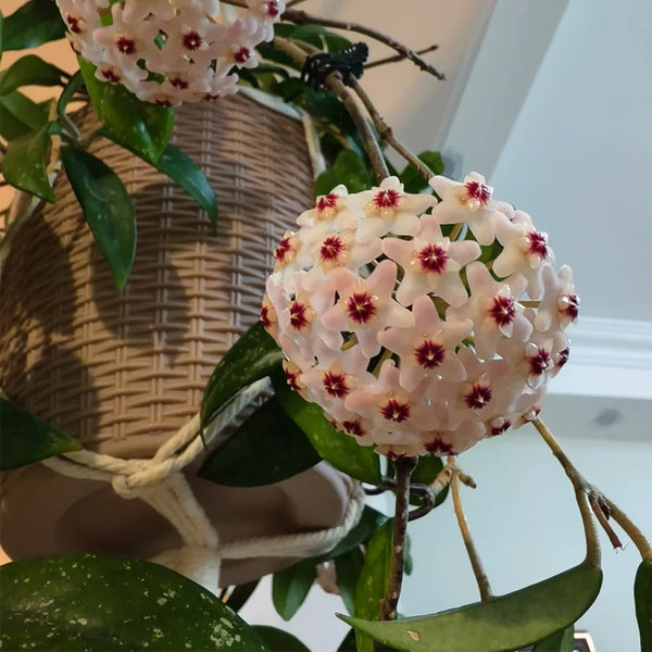 Hoya trinervia 'Splash', 5 Cuttings