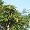 Oroxylum indicum, 10 Seeds