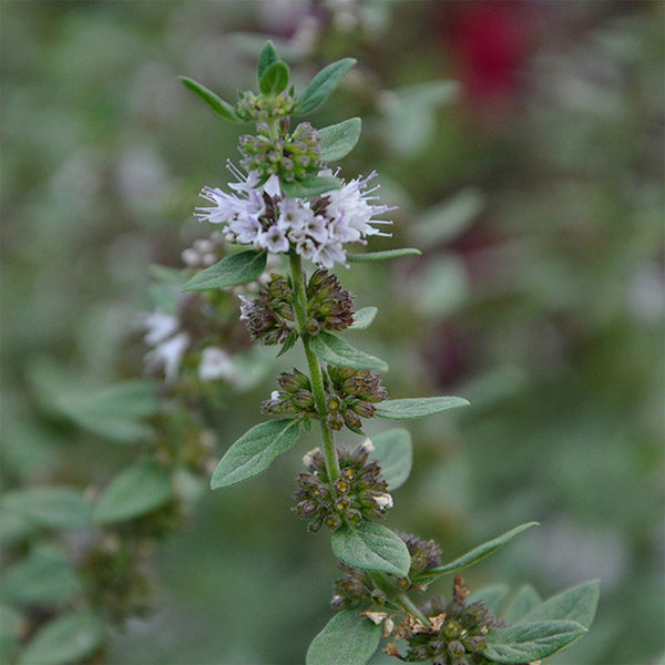 Apple Mint, 1000 Seeds