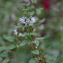 Apple Mint, 1000 Seeds
