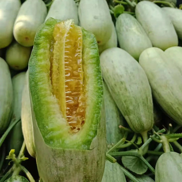 Flying 61' Yangjiao Melon Seeds, 20 Seeds