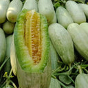 Flying 61' Yangjiao Melon Seeds, 20 Seeds