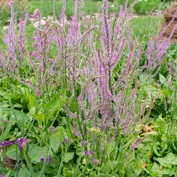 Limonium suworowii 'Pink Pokers', 1000 Seeds