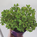 Oxalis deppei 'Mexico BotKA G4', 10 Bulbs