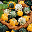 Crown of Thorns Gourd Seeds, 10 Seeds