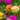 Hezhichun Mixed Double Portulaca Seeds, 1g