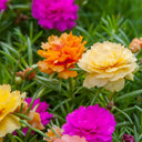 Hezhichun Mixed Double Portulaca Seeds, 1g