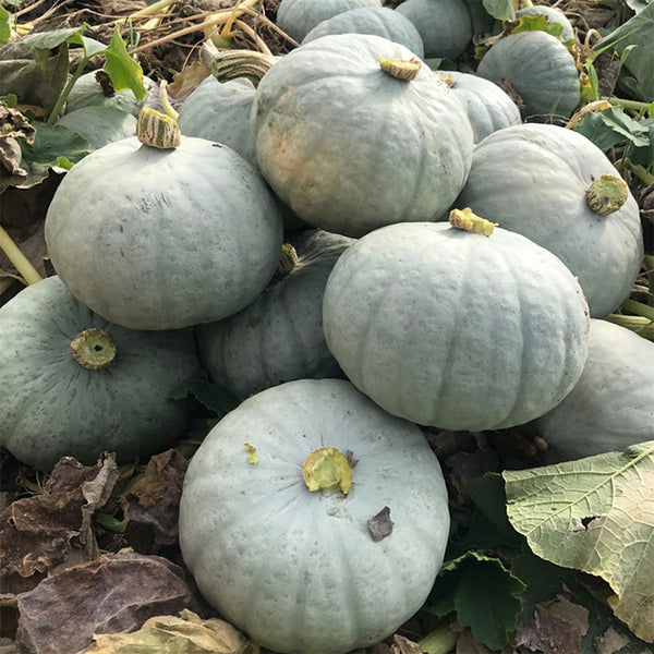 'Jiemei' Silver Chestnut Pumpkin, 10 Seeds