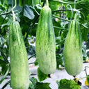 Horn Honey Melon Seeds, 100 Seeds