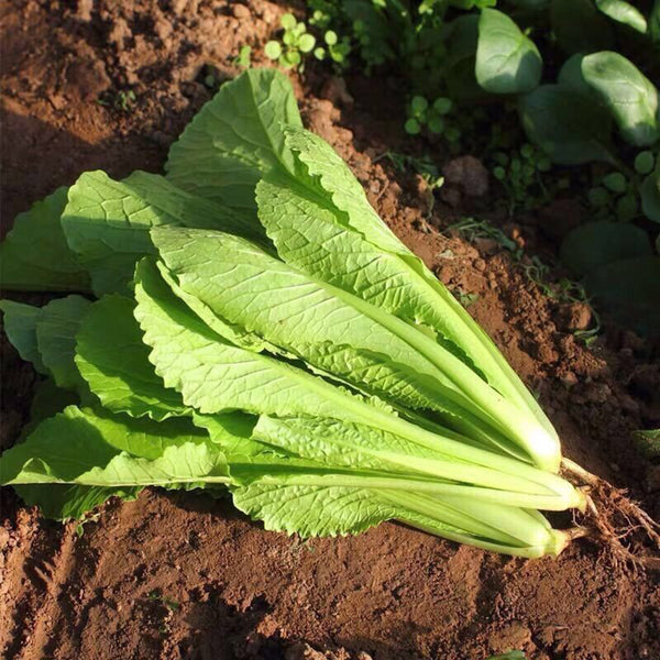 Four Seasons Bok Choy Seeds, 10g