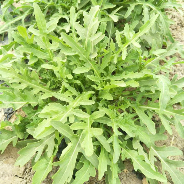 Arugula Seeds, 5g