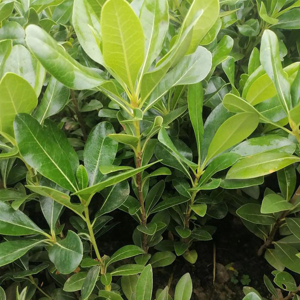 Pittosporum tobira, 100 Seeds