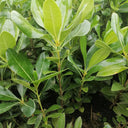Pittosporum tobira, 100 Seeds