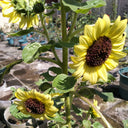 'Green Crown' Ornamental Sunflower Seeds, 1g