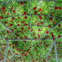 Shouguang Tomato Tree Seeds, 5 Seeds