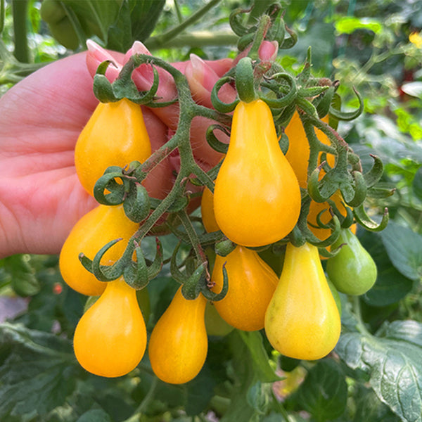 Yellow Pear Cherry Tomato Seeds, 2g