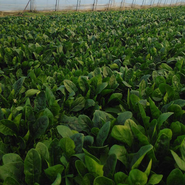 MoBao 618 Large-Leaf Spinach Seeds, 20g