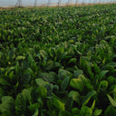 MoBao 618 Large-Leaf Spinach Seeds, 20g