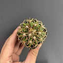 Melocactus azureus, 3-4cm