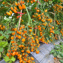 165 Orange Fountain Tomato, 5 Seeds