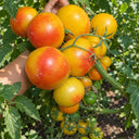 404 Little Sunburst Tomato, 5 Seeds