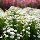 Feverfew 'Snowball', 200 Seeds